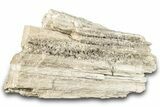 Cretaceous Petrified Wood Covered In Druzy Quartz - Texas #284352-3